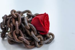 Beautiful single red rose placed on a rusted metal chain