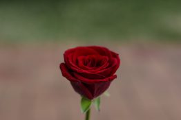 beautiful single red rose