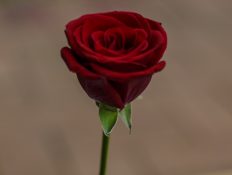 beautiful single red rose