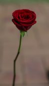 beautiful single red rose