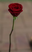 beautiful single red rose