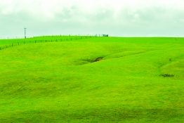 Beautiful green farmland in New Zealand