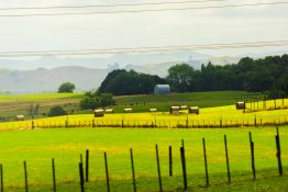 Beautiful green farmland in New Zealand