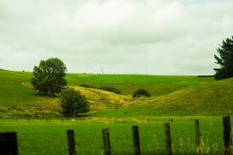 Beautiful green farmland in New Zealand