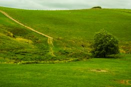 Beautiful green farmland in New Zealand