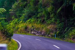 Driving on a road running through green vegetation