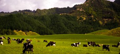 Cows grazing on a farmland in New Zealand