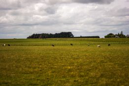 Cows grazing on a farmland in New Zealand