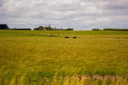 Farm animals on a farm in New Zealand