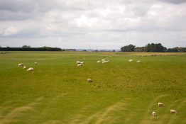 Sheep grazing on a farmland in New Zealand