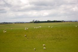 Sheep grazing on a farmland in New Zealand