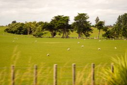 Sheep grazing on a farmland in New Zealand