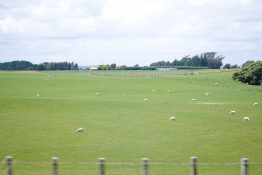 Sheeps grazing on a farmland in New zealand