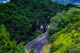 Road running in between trees