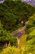 Road running in between trees