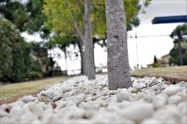 white pebbles spread out under trees as a landscaping method to beautify