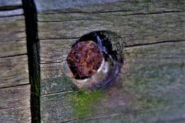 Rusted bolt screwed into an piece of timber