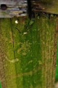 Green algae on Wooden fence