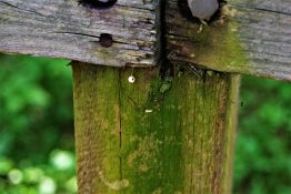 Green algae on Wooden fence