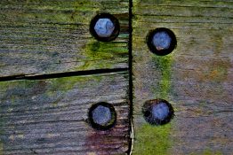 algae-on-timber-5