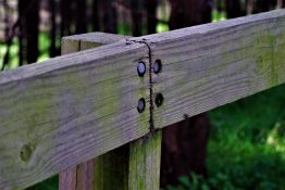 Algae on Wooden fence bolted by four bolts