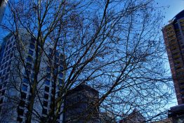 Tree without any leaves in front of city apartment blocks