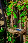 Bird feeder hanging from a hedge plant.